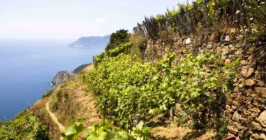 Les vins des Cinque Terre