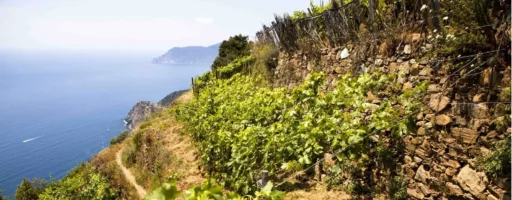 Vins Cinque Terre Italie