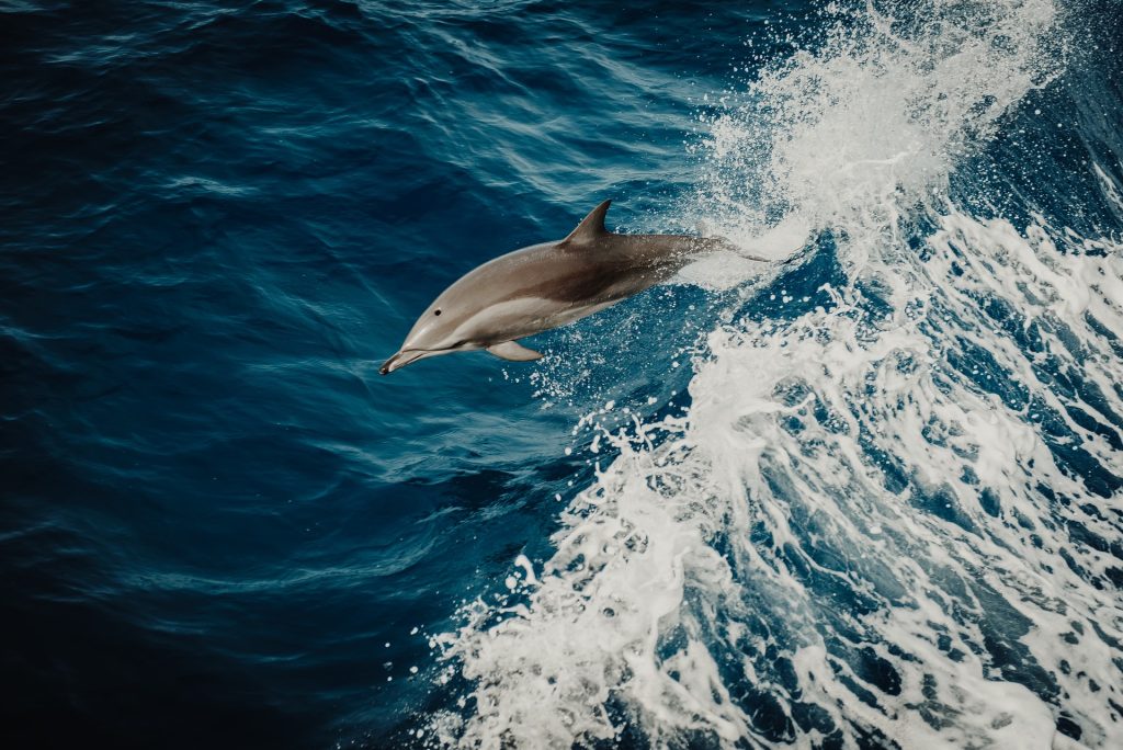 Dauphins Ligurie