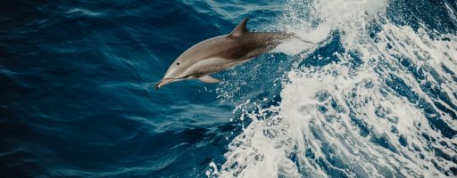 Dauphins Ligurie