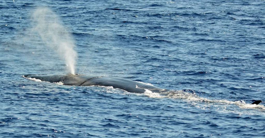 Observation Baleines Ligurie