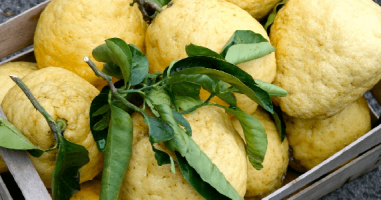 Le citron des Cinque Terre