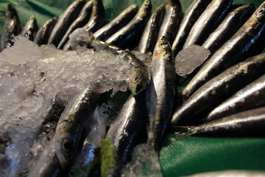 Anchois poisson Ligurie