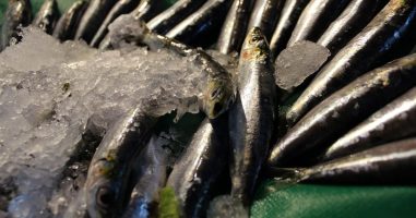 L’anchois, le poisson emblématique des Cinque Terre