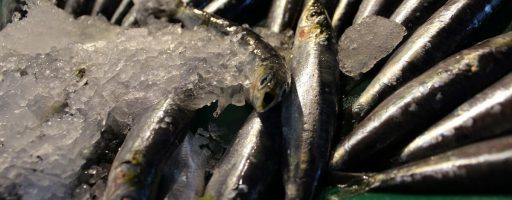 Anchois poisson Ligurie