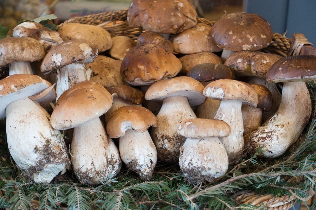 Panier de Cèpes