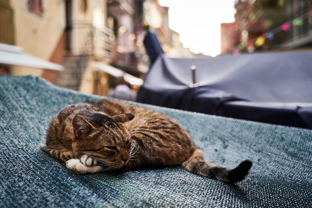 Sieste d'un chat dans les Cinque Terre