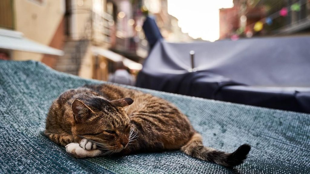 Chat Cinque Terre