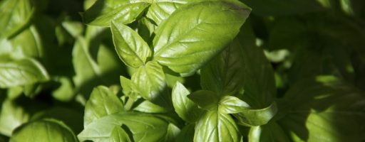 Pesto Cinque Terre