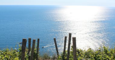 Dégustation de vin dans les Cinque Terre