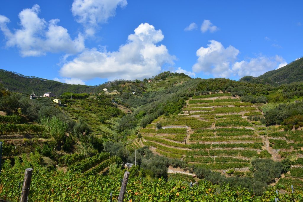 Vignoble Cinque Terre