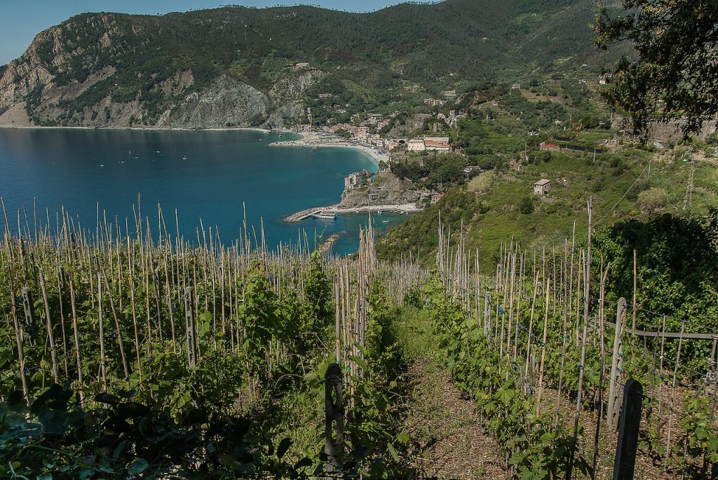 Vignoble de Monterosso