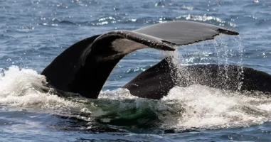 Observer des baleines et des dauphins dans les Cinque Terre