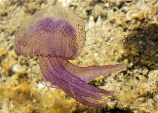 Pelagia noctiluca 5 Terres