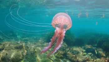 Méduses aux Cinque Terre : saison, risques, plages et conseils pour se baigner