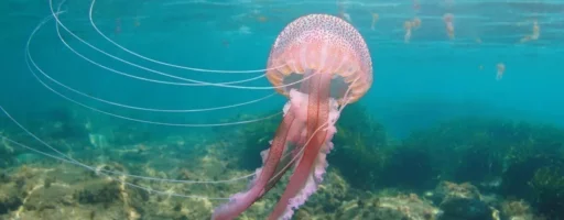 Photo Meduse violette Cinque Terre