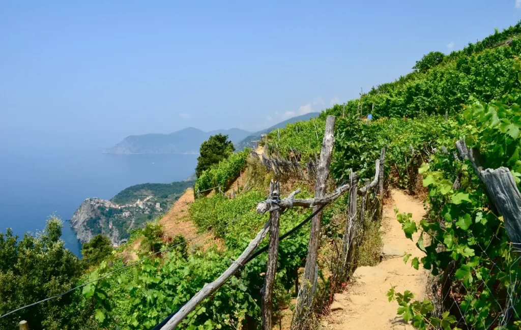 Viticulture Heroique Cinque Terre Ligurie